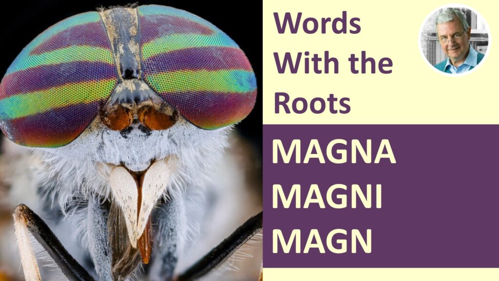 What Does The Word Root MAGN Mean 