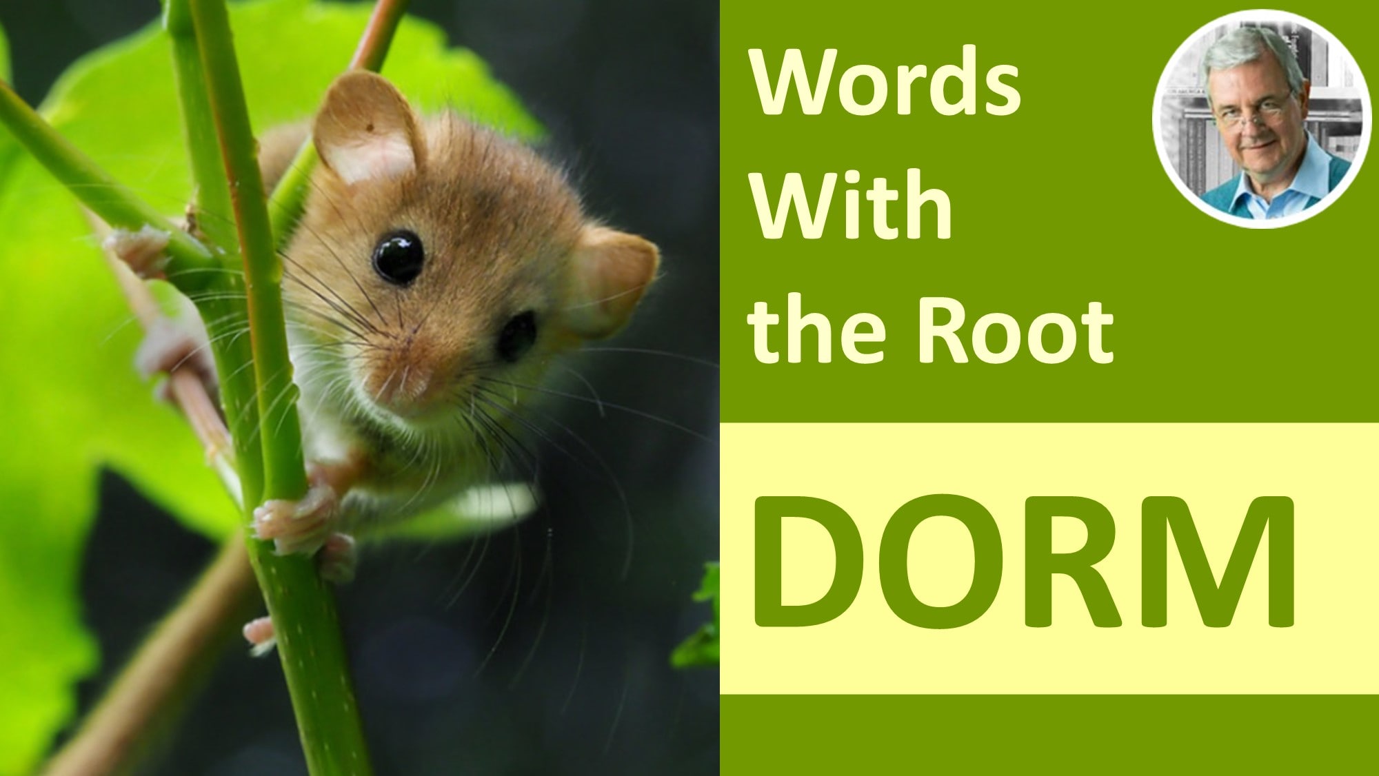 word-root-dorm-meaning-examples